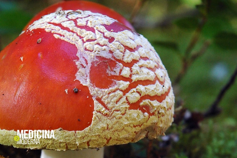 Quelle macchie rosse sulla pelle | Medicina Moderna